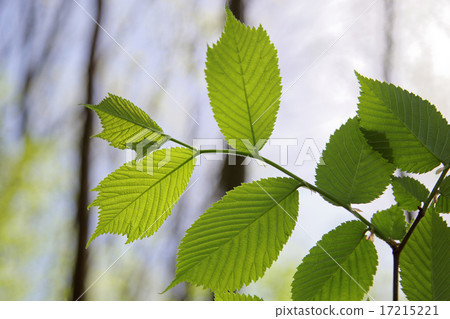 Green deciduous forest on a sunny day. Green deciduous forest on a sunny day. 17215221