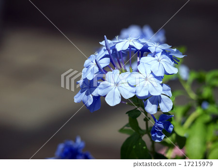 Ruri Matsuri 17215979