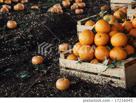 Fresh oranges in the wooden box 17216045