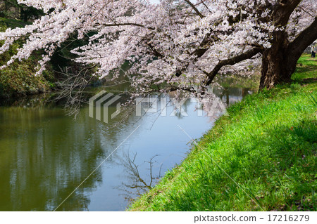 福島Aizuwakamatsu Tsurugajo公園的櫻花 17216279