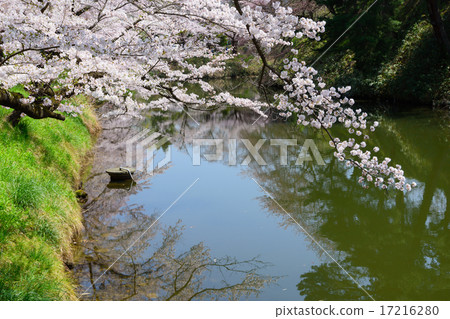 福島Aizuwakamatsu Tsurugajo公園的櫻花 17216280