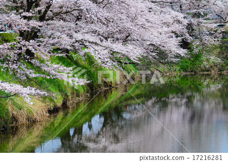 福島Aizuwakamatsu Tsurugajo公園的櫻花 17216281
