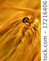 Wheat and ladybird 17216406