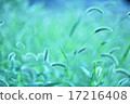Green 17216408