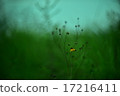 Flowers blooming in the blue wind 17216411