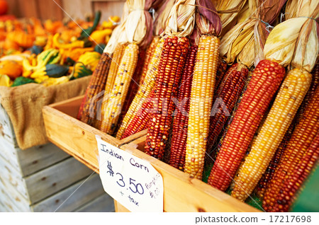 Bunches of indian corn 17217698