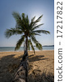 iconic palm on Koh Mak beach Thailand 17217822