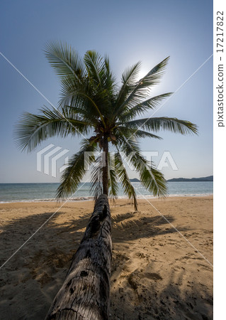 iconic palm on Koh Mak beach Thailand iconic palm on Koh Mak beach Thailand 17217822