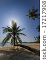 iconic palm on Koh Mak beach Thailand 17217908