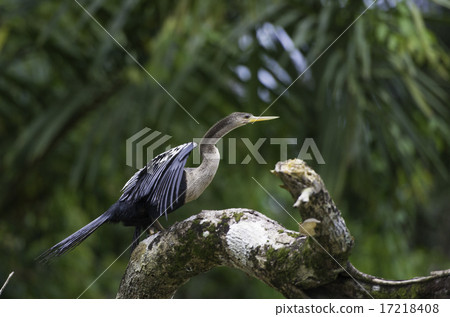 Darter or snakebird, anhinga in Costa Rica Darter or snakebird, anhinga in Costa Rica 17218408