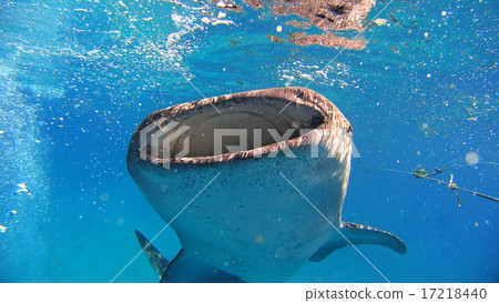 Whale shark sea Nature wild underwater photograph Whale shark sea Nature wild underwater photograph 17218440