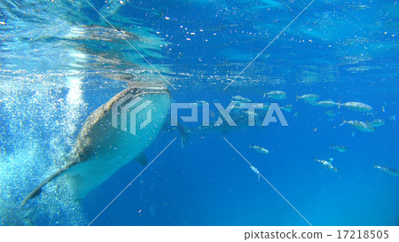 鯨鯊海自然野生水下照片 17218505