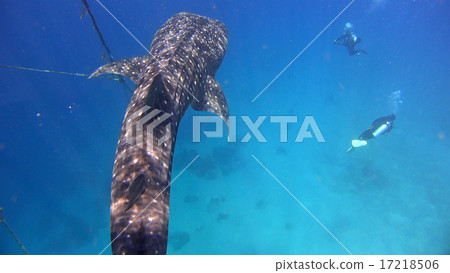 Whale shark sea Nature wild underwater photograph 17218506