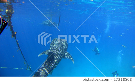 鯨鯊海自然野生水下照片 鯨鯊海自然野生水下照片 17218508