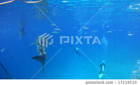 鯨鯊海自然野生水下照片 17218510
