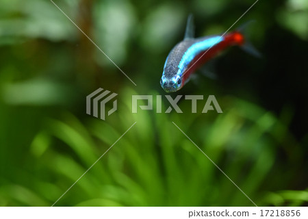 Cardinal tetra 17218856