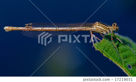 coenagrion puella   and sky 17219031