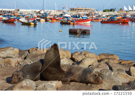 Sea Lions in Iquique Harbour Sea Lions in Iquique Harbour 17221550