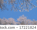 Cherry tree in full bloom  17221824