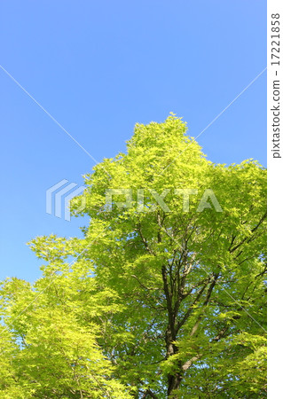 Fresh green maple Fresh green maple 17221858