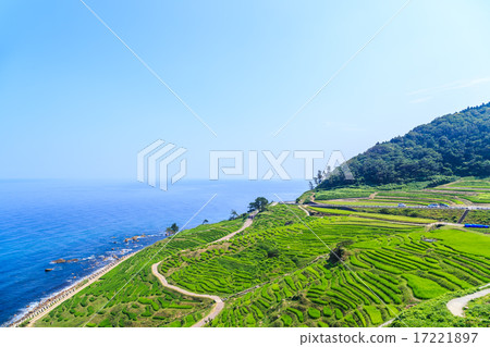 一千張白米飯 17221897