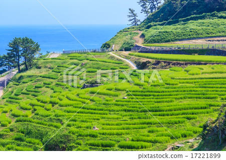 一千張白米飯 一千張白米飯 17221899