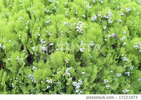 Kazokibi Kazokibi 17221973