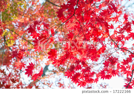 Autumn leaves 17222166
