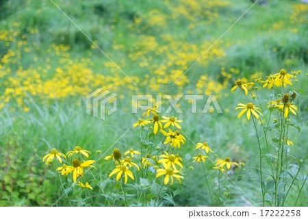 當鮮花盛開在草原上 17222258