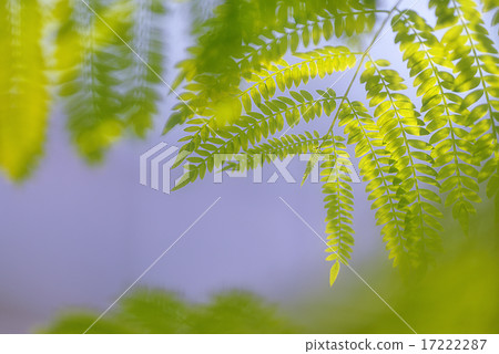 Transmitted light of fresh green 17222287