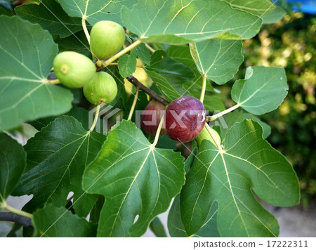 Figs plantations 17222311
