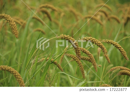 天然植物小米，8月下旬，小米頭開始滴下來 17222877