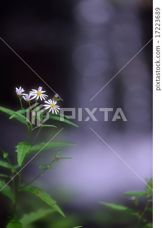 Wild plants and small waterfall 17223689