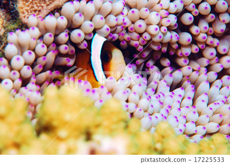 Anemone fish 17225533