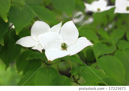 Yamaboshi Yamaboshi 17225671