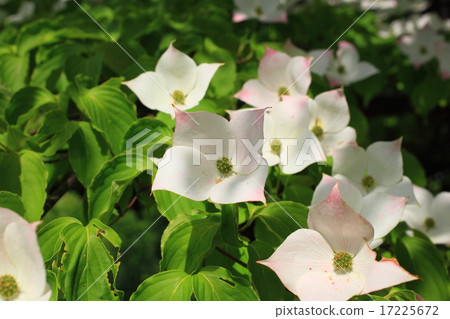 Yamaboshi Yamaboshi 17225672