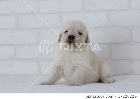 Golden puppy looking up Golden puppy looking up 17226229