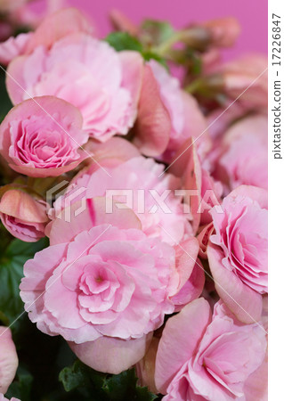 海棠花 海棠花 17226847