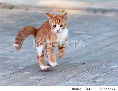 Little kitten jump 17226855
