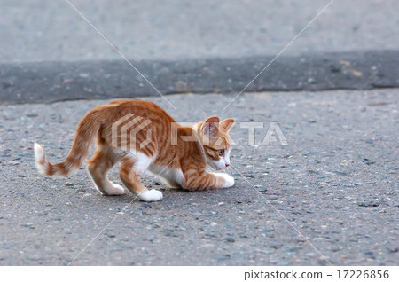 Little kitten play 17226856