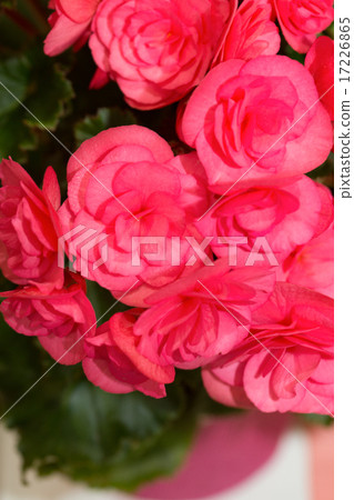 Begonia flowers 17226865