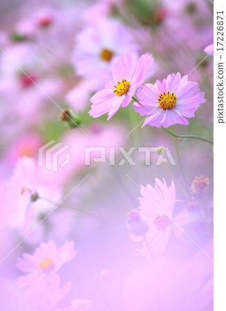 波斯菊花 波斯菊花 17226871