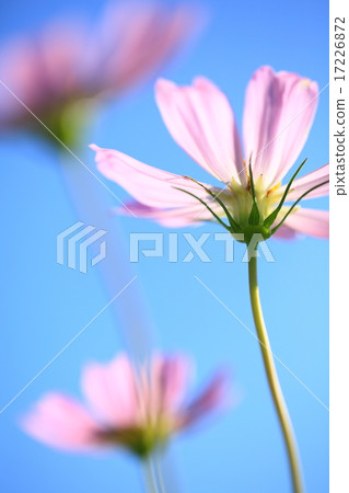波斯菊花 波斯菊花 17226872