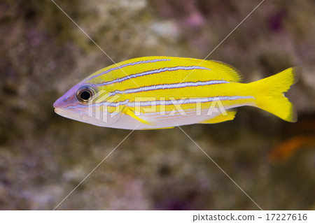 Yosugefudai 17227616