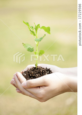 Sprout_003 Sprout_003 17229566