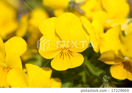 Wild Flower II_055 17229669