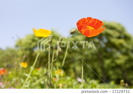 Wild Flower II_004 Wild Flower II_004 17229732