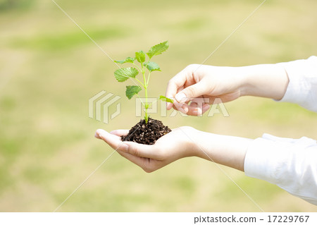 Sprout_006 17229767