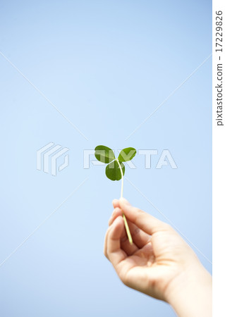 Sprout_019 17229826