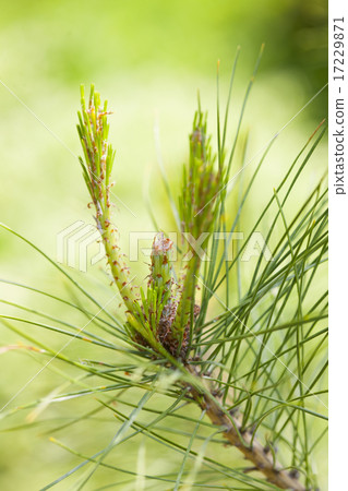 Wild Flower II_071 Wild Flower II_071 17229871